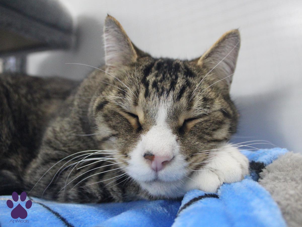 Triceraptops, a Adopted Domestic Short Hair in Missoula, MT image 2/4