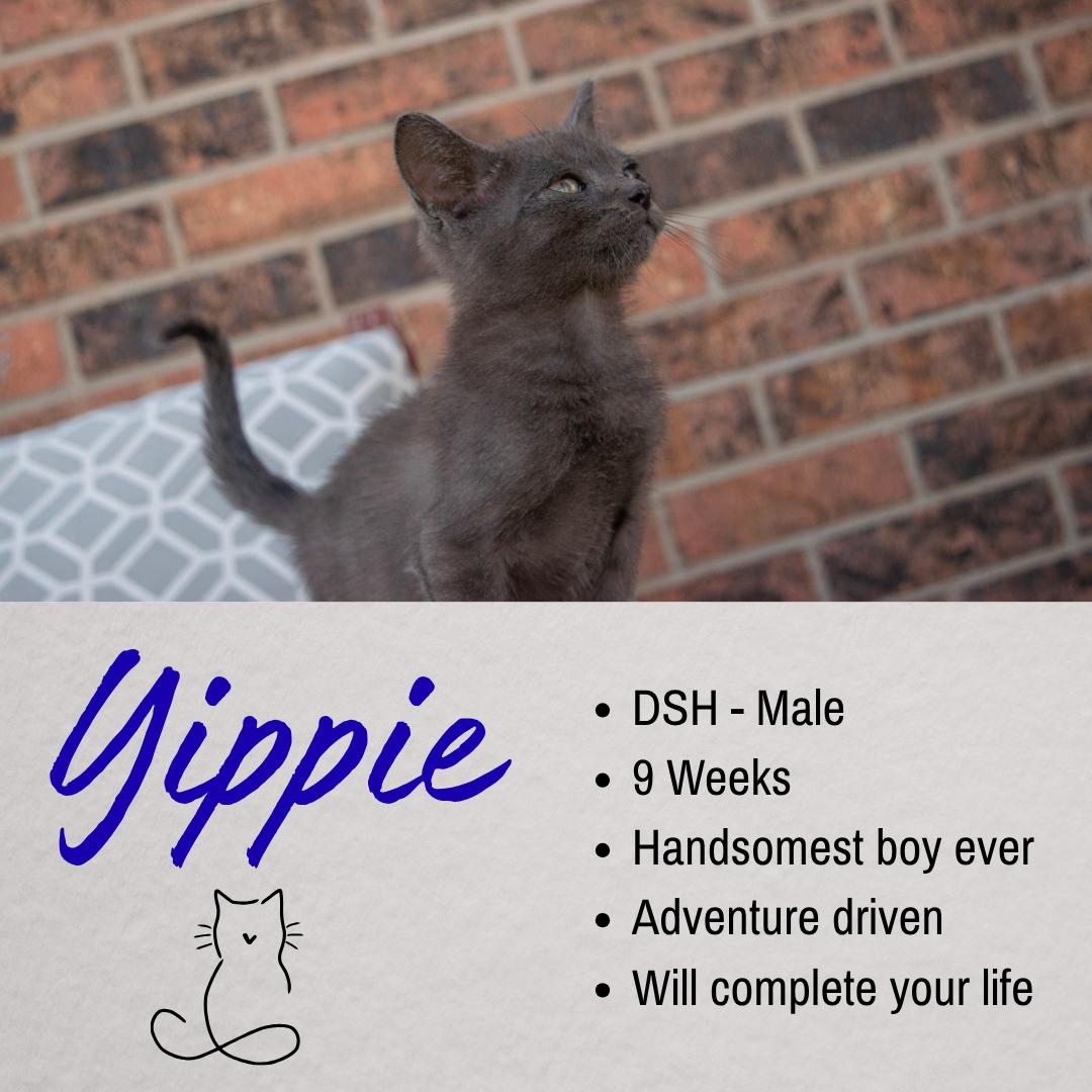 Yippee, adopted, Young Male Domestic Short Hair.