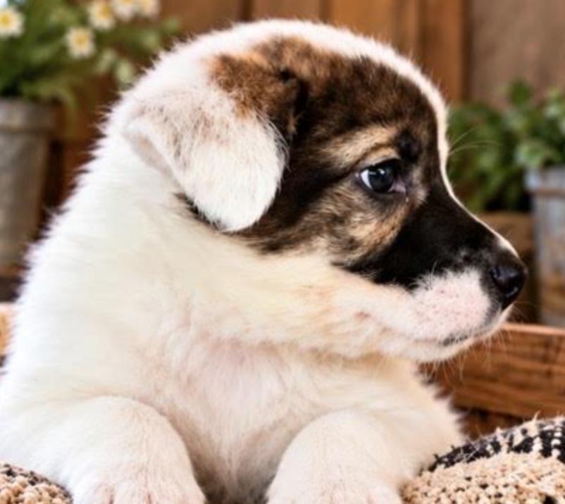Enlarge Britty Sport, a Adoptable mixed breed in Woburn, MA image 2/3