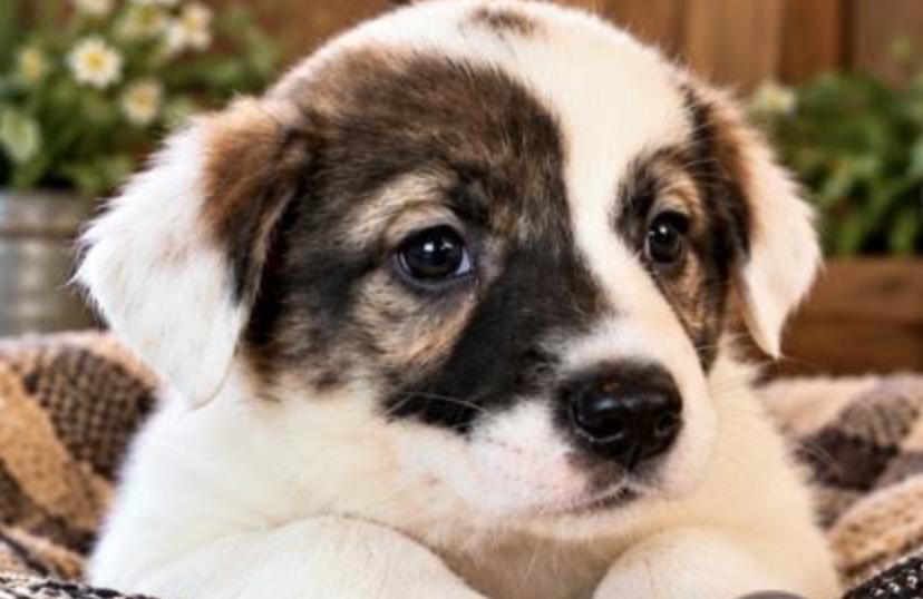 Enlarge Britty Sport, a Adoptable mixed breed in Woburn, MA image 3/3