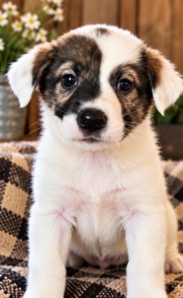Enlarge Britty Sport, a Adoptable mixed breed in Woburn, MA image 1/3
