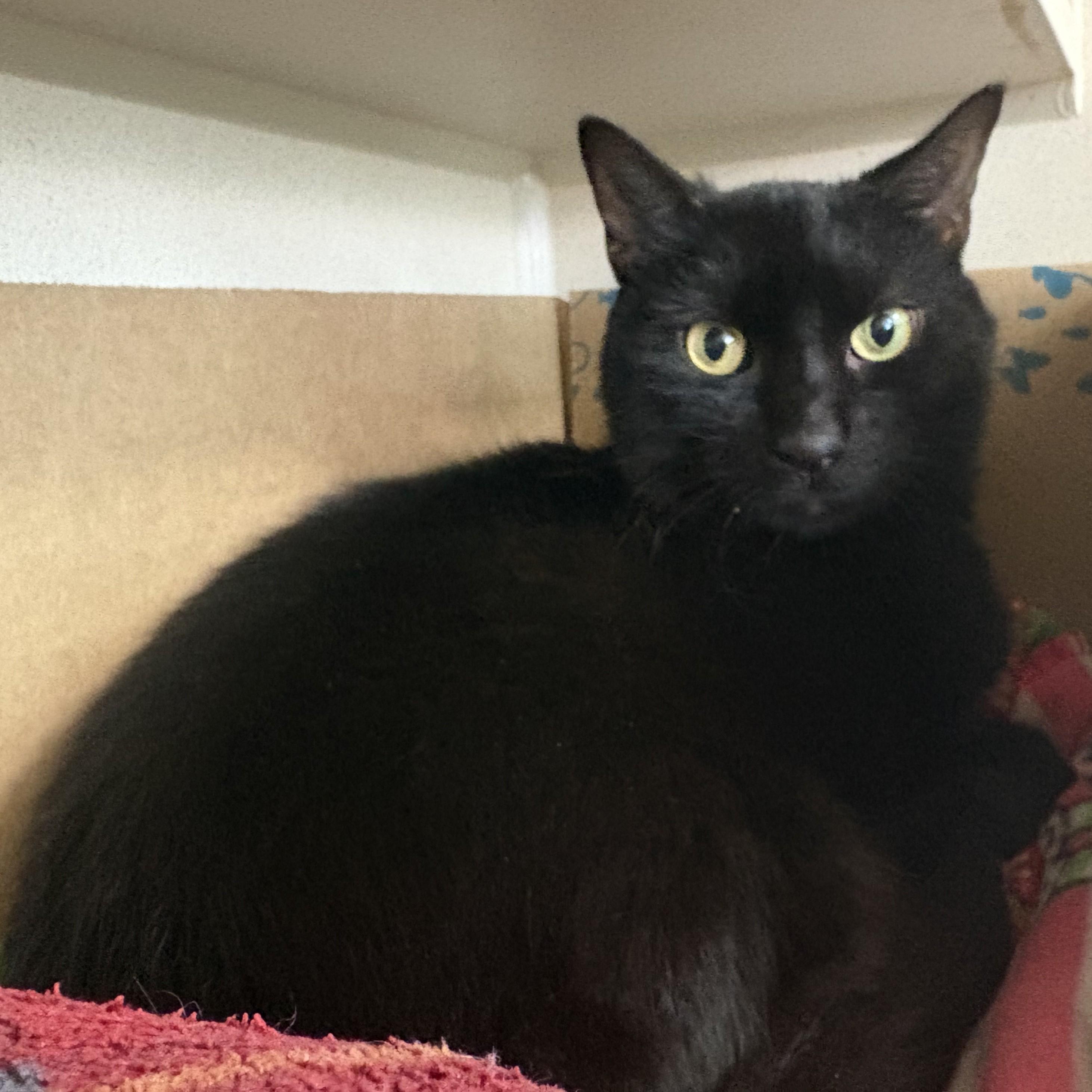 Enlarge Caldero, a Adopted Domestic Short Hair in Eatontown, NJ image 5/5