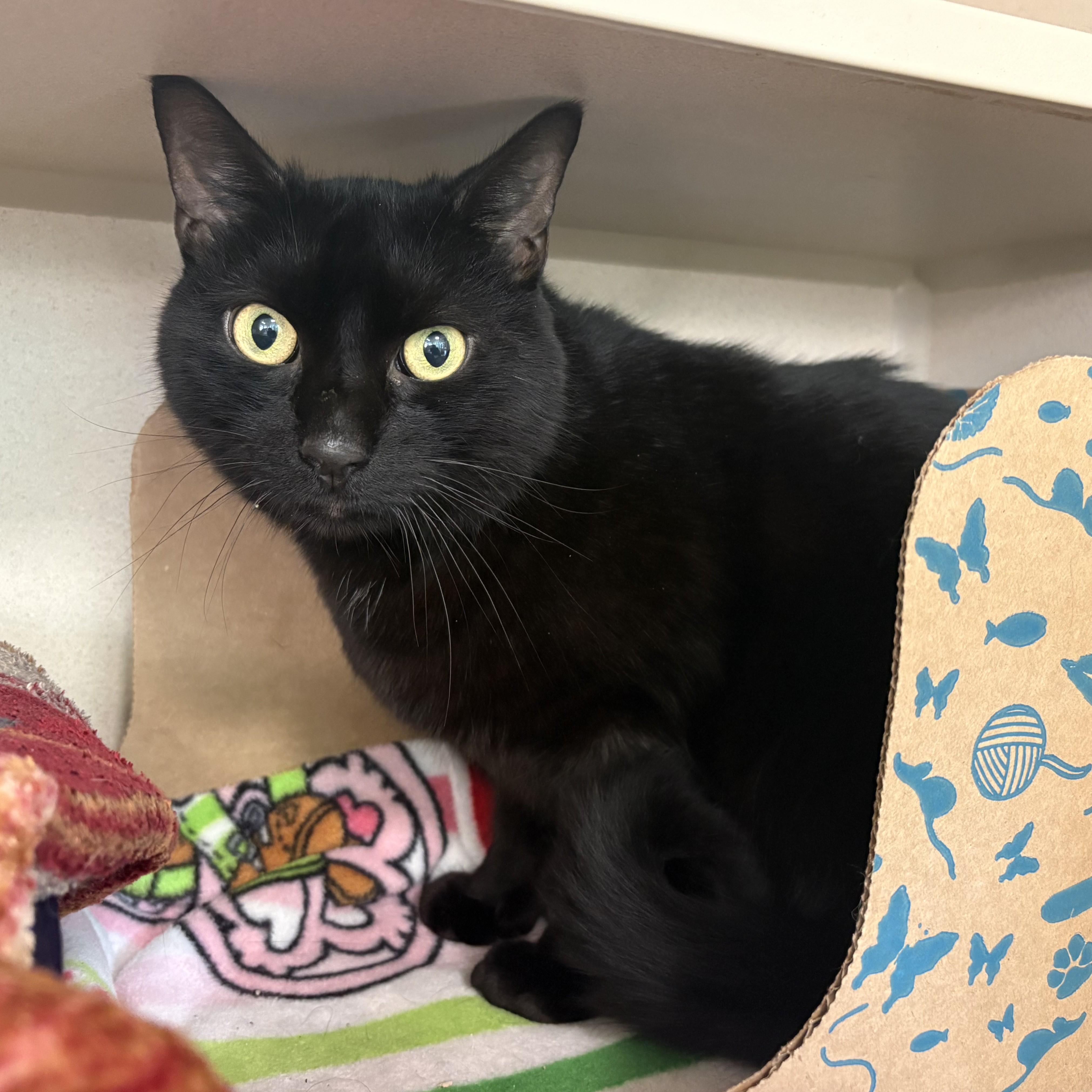 Enlarge Caldero, a Adopted Domestic Short Hair in Eatontown, NJ image 4/5