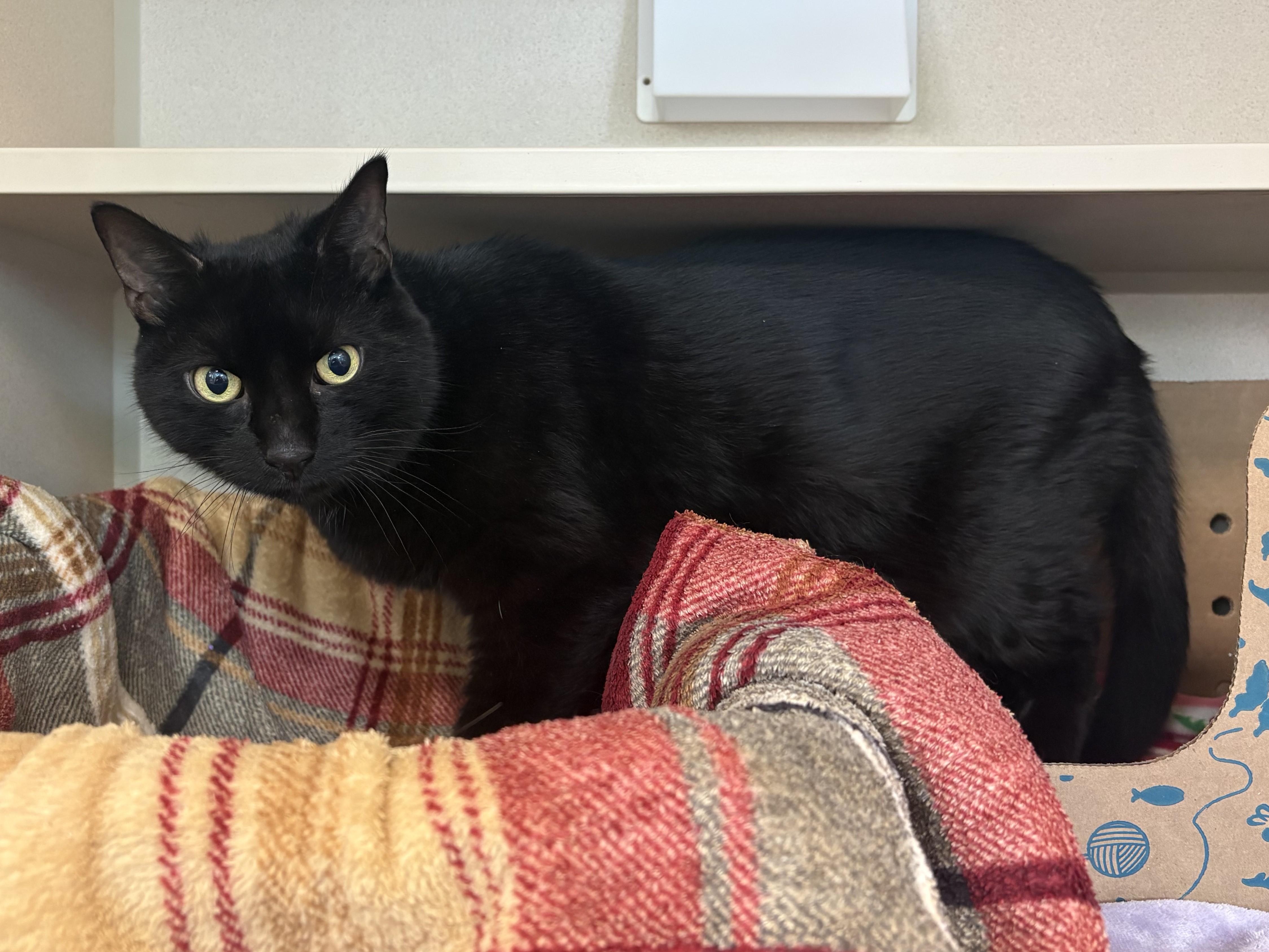 Enlarge Caldero, a Adopted Domestic Short Hair in Eatontown, NJ image 2/5