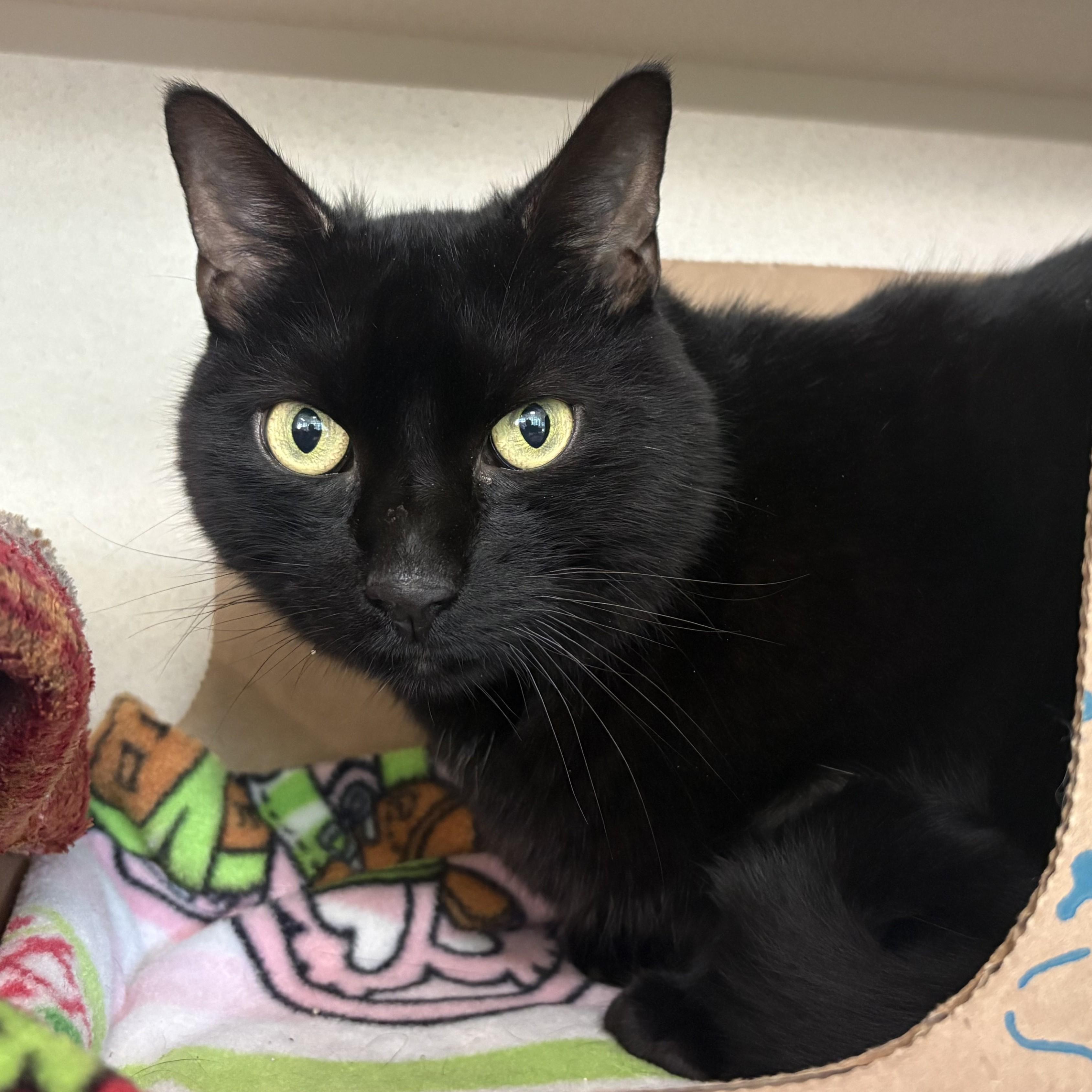 Caldero, Adopted, Adult Male Domestic Short Hair.
