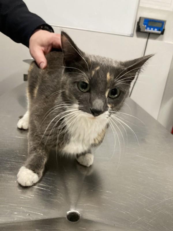 Enlarge Peaches, a Adoptable mixed breed in Winnipeg, MB image 1/1