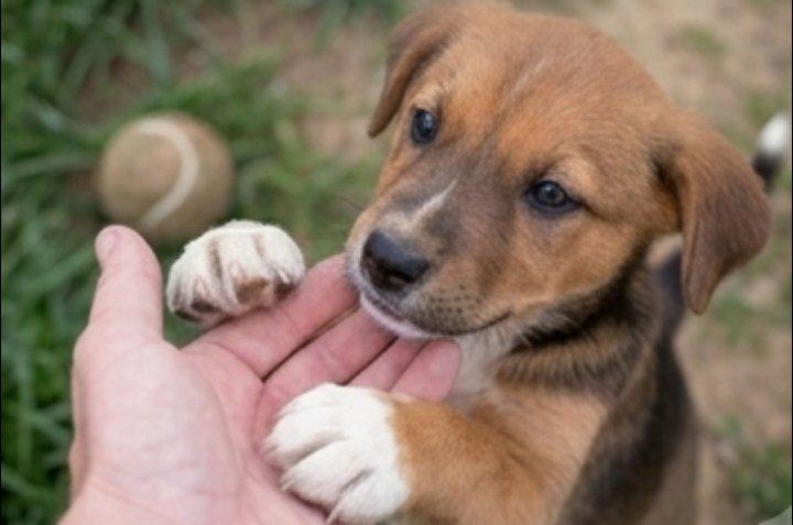 Enlarge Button, an adopted mixed breed in East Dundee , IL image 2/4