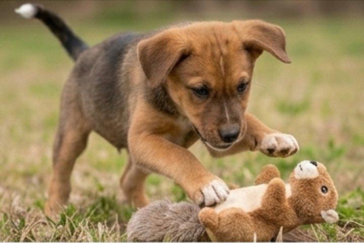 Enlarge Button, an adopted mixed breed in East Dundee , IL image 3/4