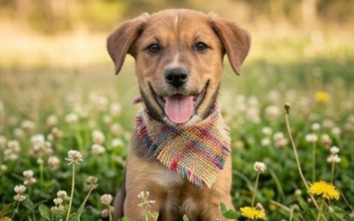 Enlarge Button, an adopted mixed breed in East Dundee , IL image 1/4