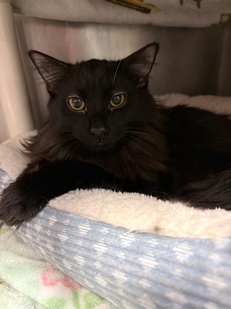 Enlarge Fuzzy McFluff, a Adoptable mixed breed in Detroit, MI image 2/4