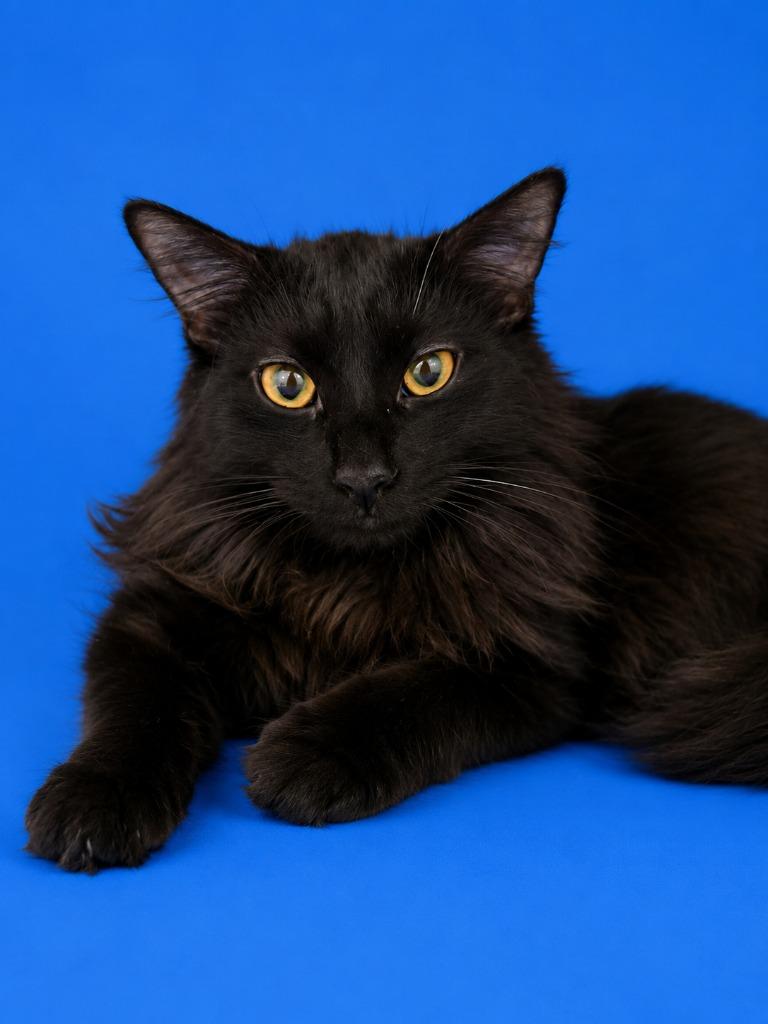 Enlarge Fuzzy McFluff, a Adoptable mixed breed in Detroit, MI image 4/4