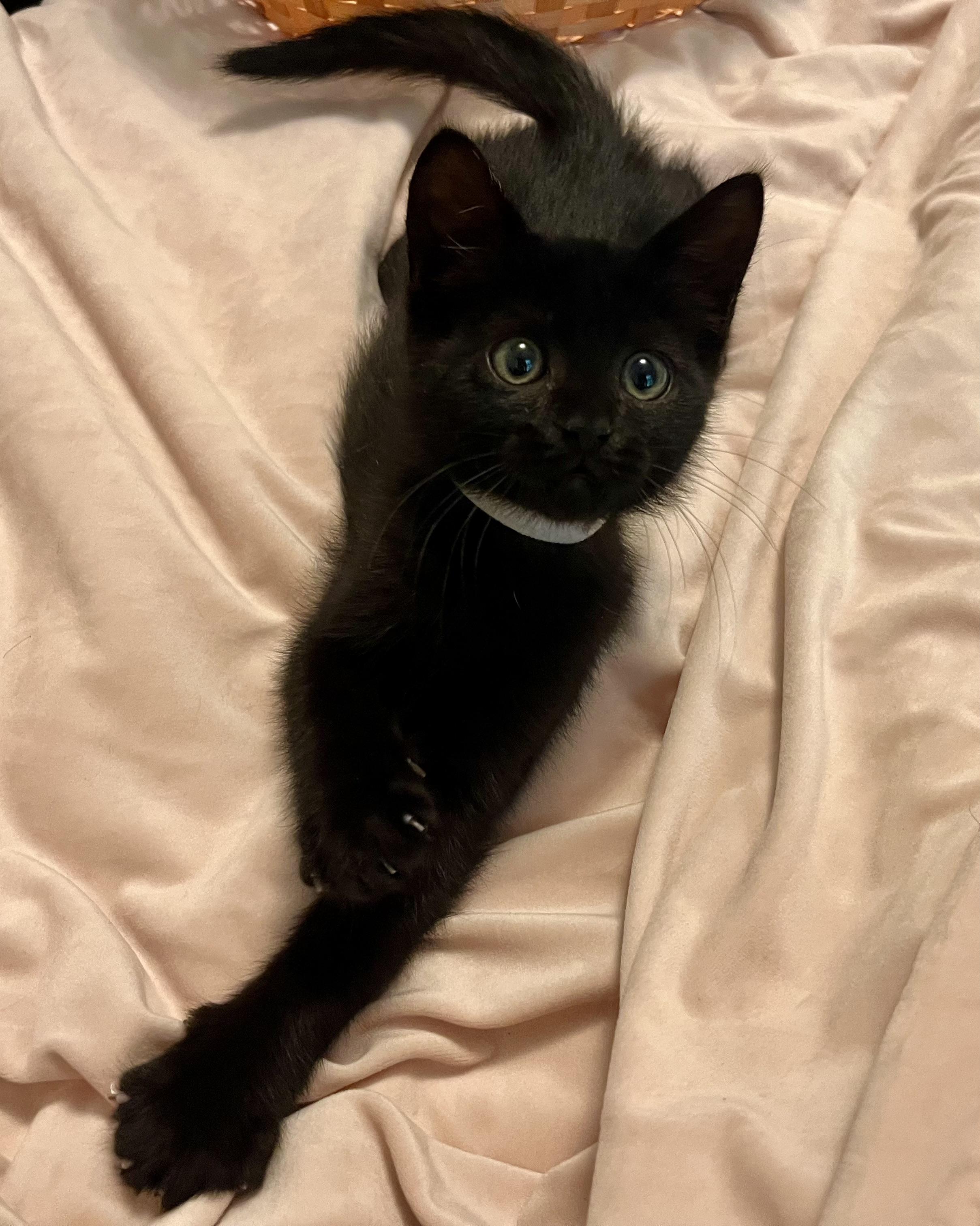 Enlarge Apple/Cherry/Date, a Adoptable mixed breed in Rocky Hill, CT image 2/5