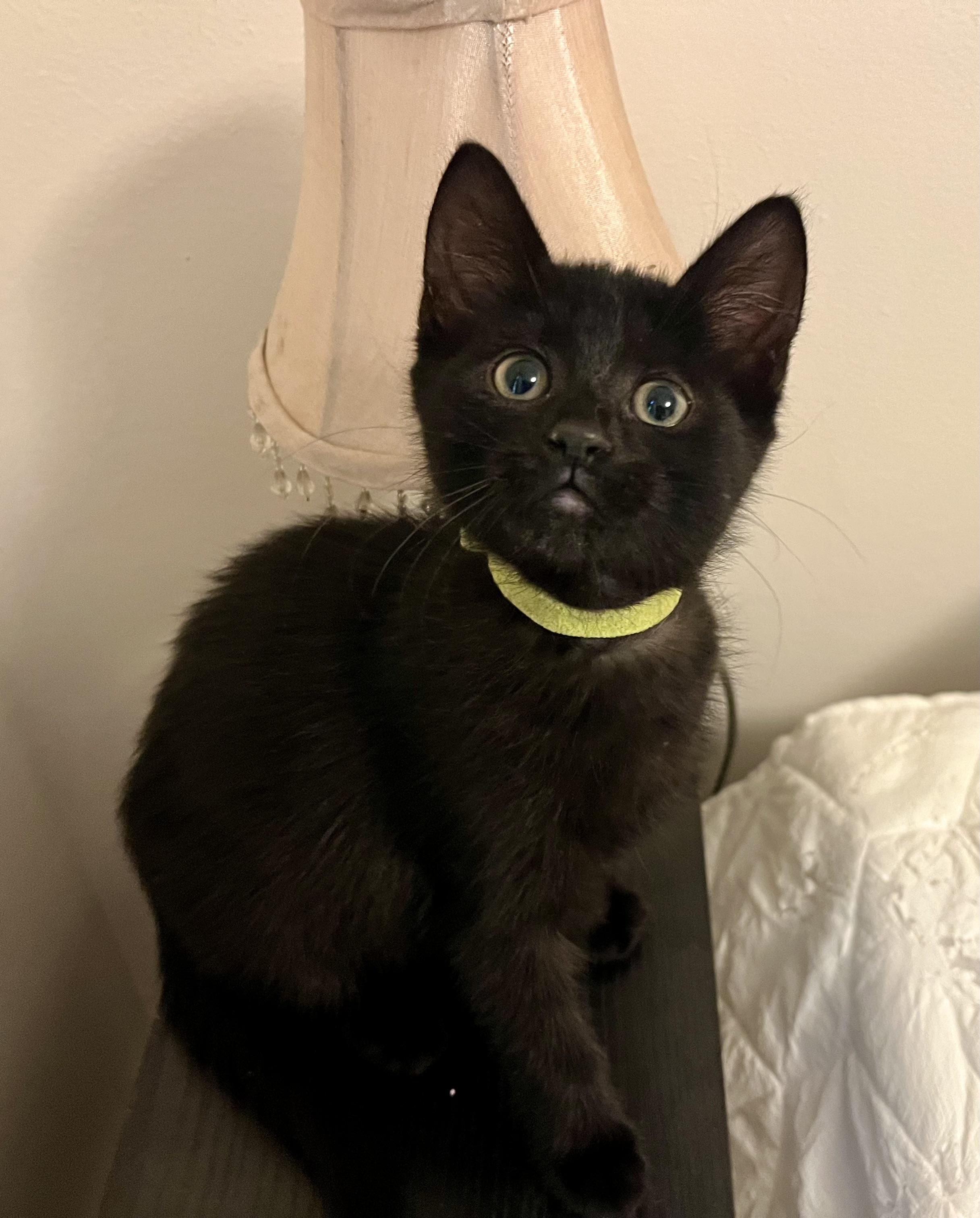 Enlarge Apple/Cherry/Date, a Adoptable mixed breed in Rocky Hill, CT image 4/5