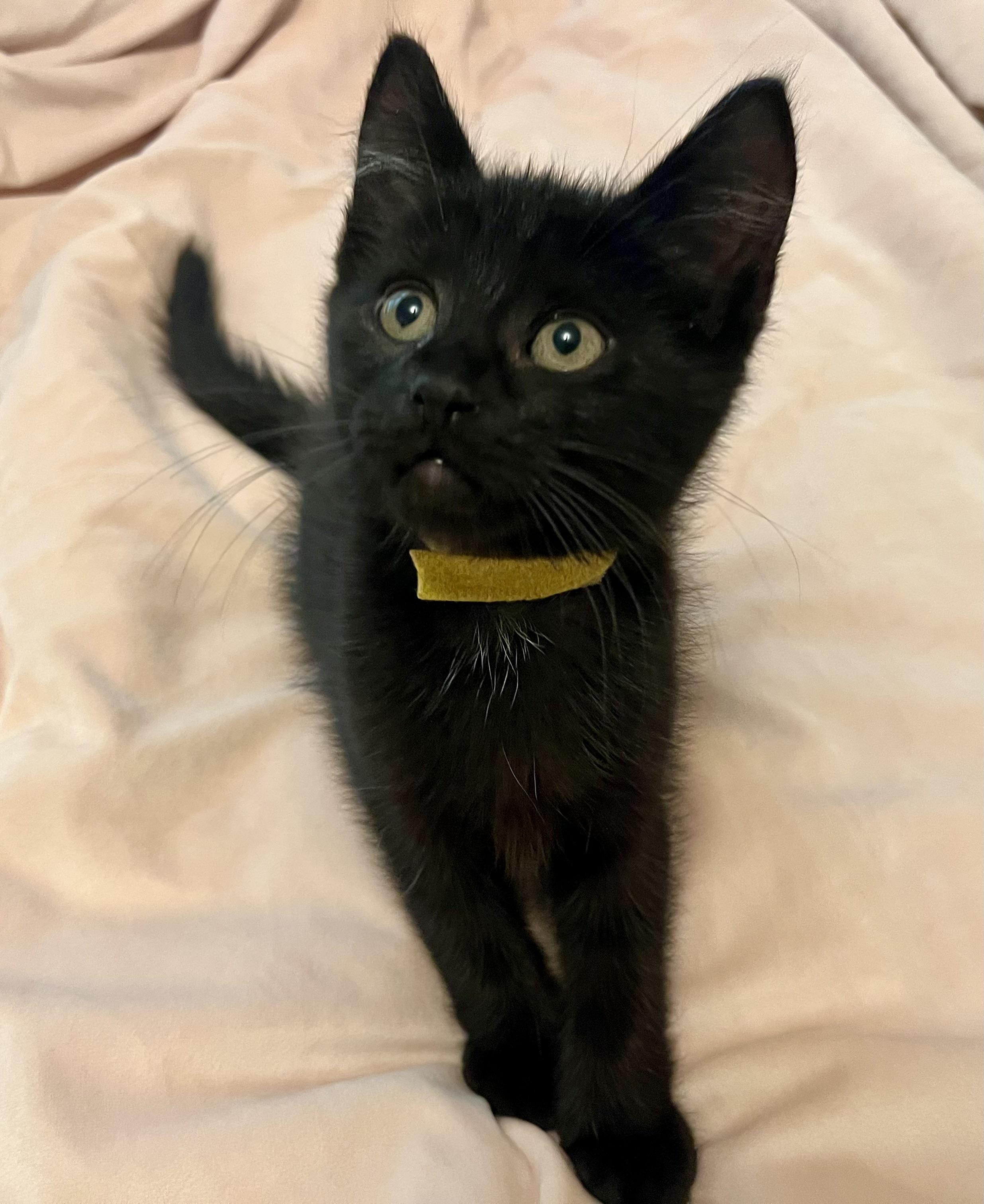 Apple/Cherry/Date, Adoptable, Kitten Female Domestic Short Hair.