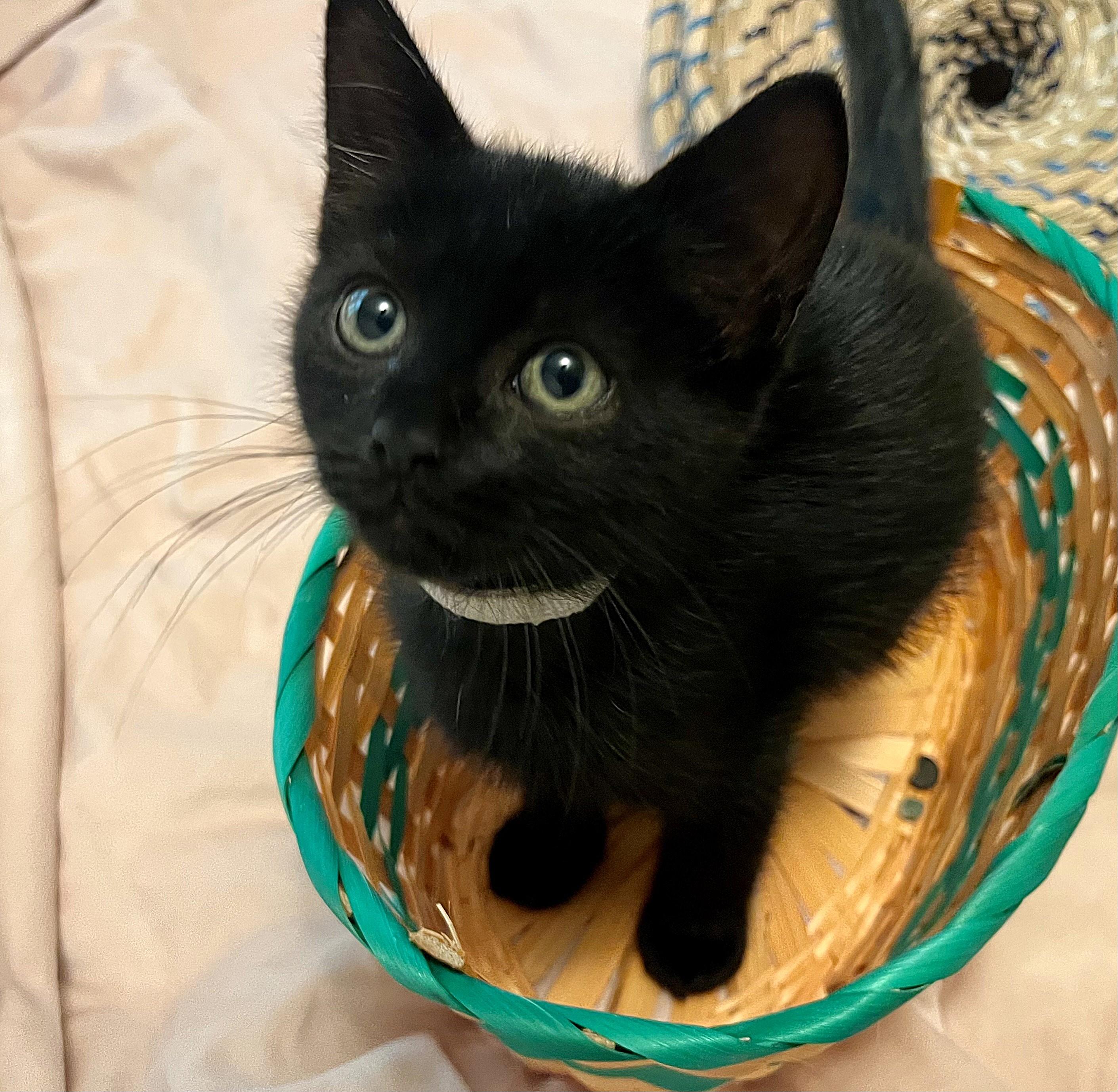 Enlarge Apple/Cherry/Date, a Adoptable mixed breed in Rocky Hill, CT image 3/5