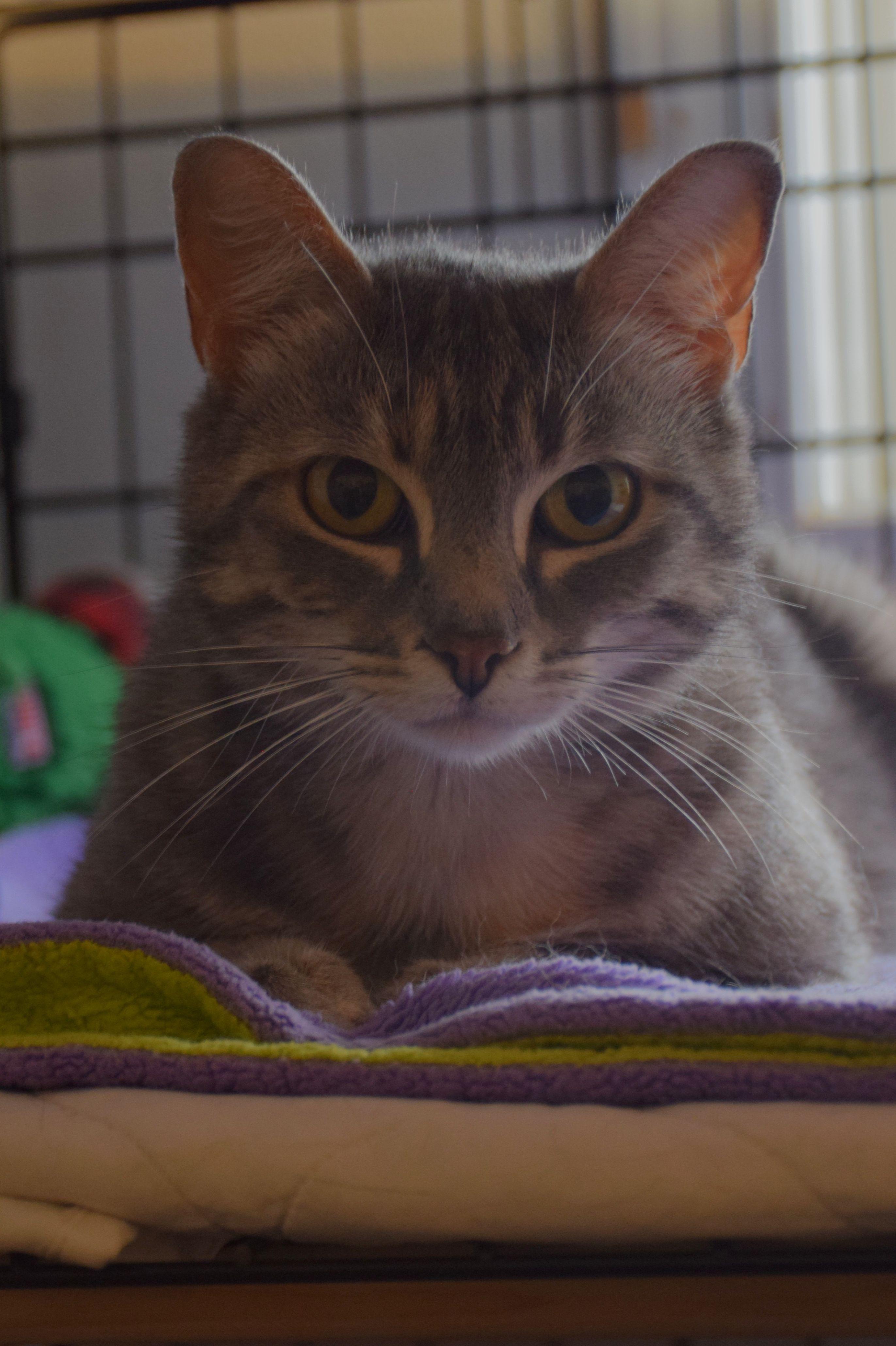 Odette, an adoptable Tabby in Claresholm, AB_image-1