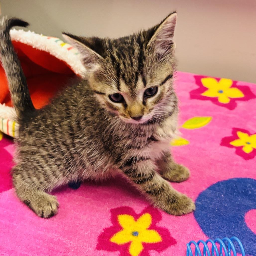 Hopper, Adoptable, Kitten Male Domestic Short Hair.