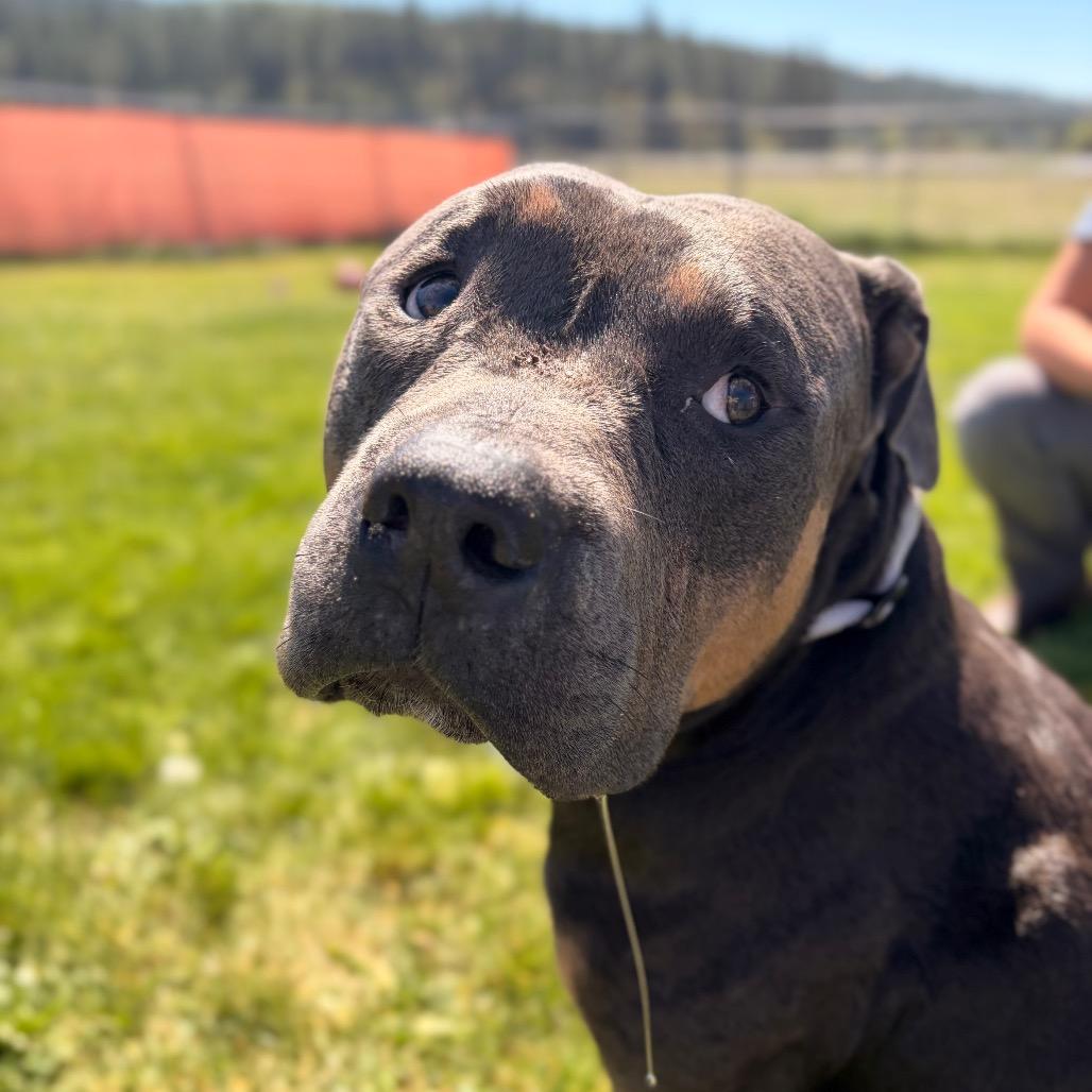 Taz, Adoptable, Adult Male Mixed Breed.