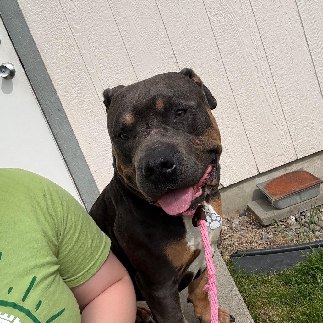 Taz, a Adoptable Mixed Breed in Spokane, WA image 2/6