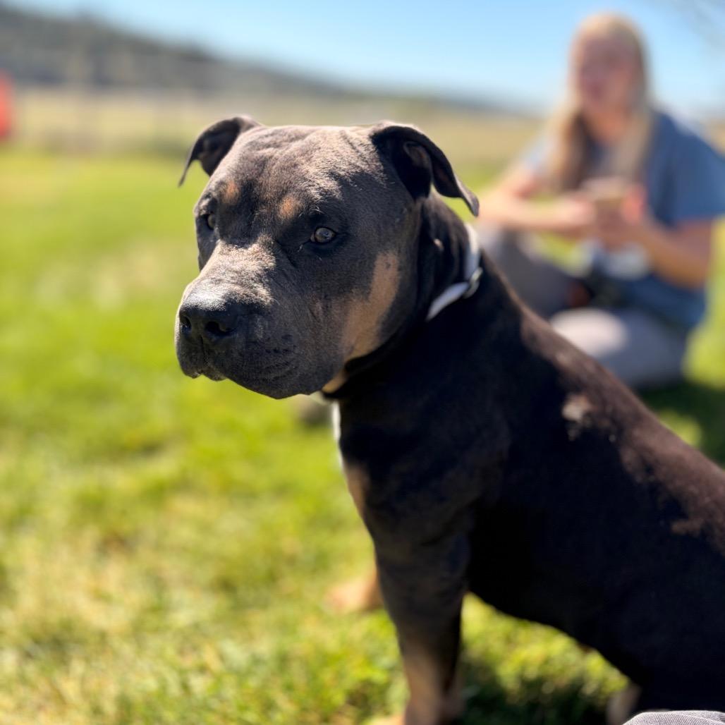 Taz, a Adoptable Mixed Breed in Spokane, WA image 3/6