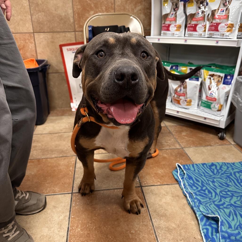 Taz, a Adoptable Mixed Breed in Spokane, WA image 4/6