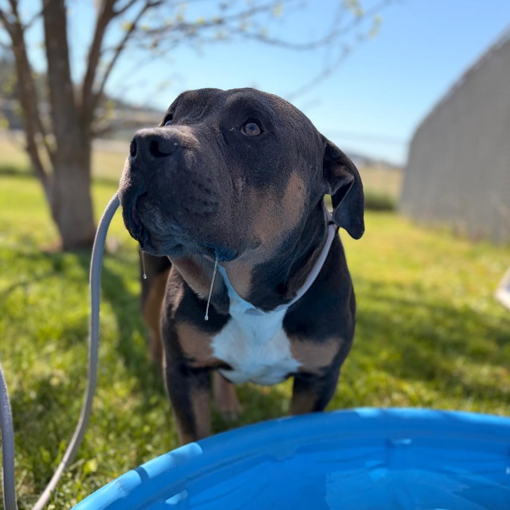 Taz, a Adoptable Mixed Breed in Spokane, WA image 5/6