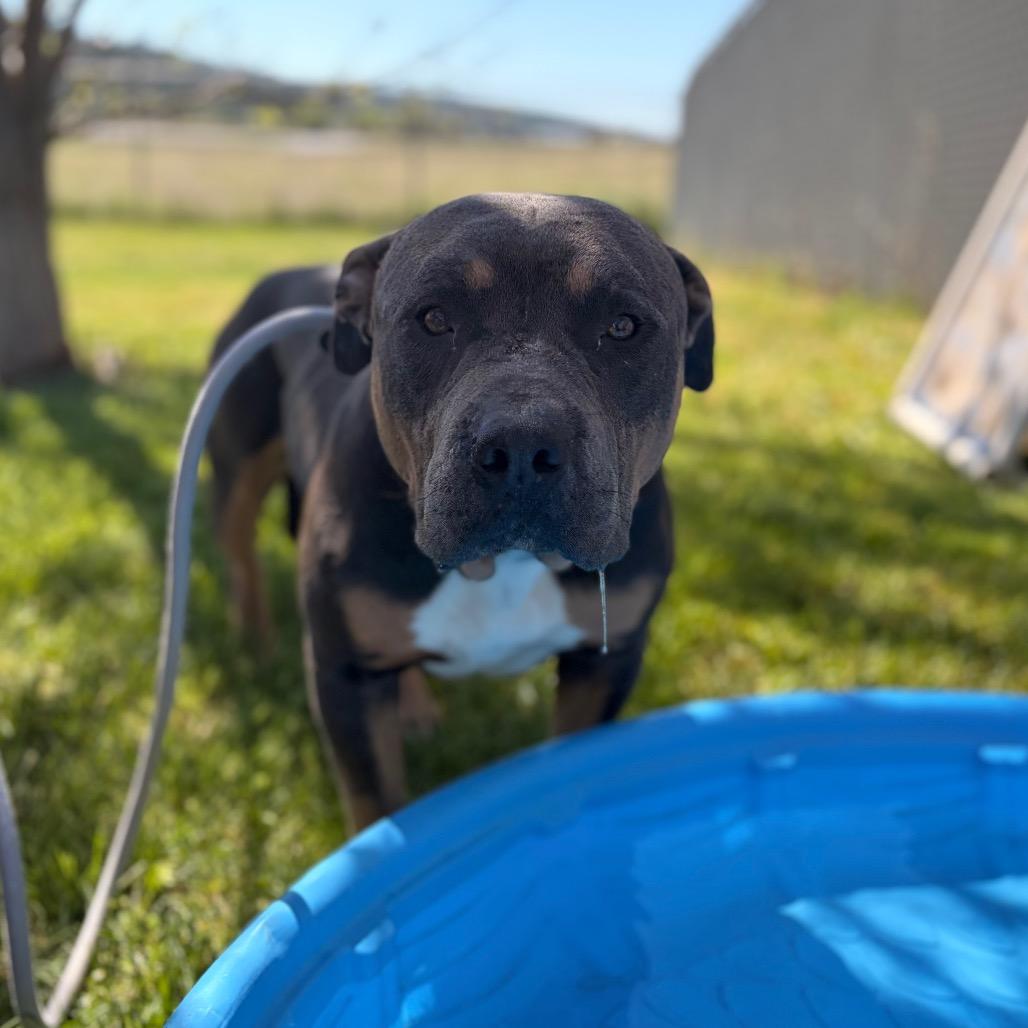 Taz, a Adoptable Mixed Breed in Spokane, WA image 6/6