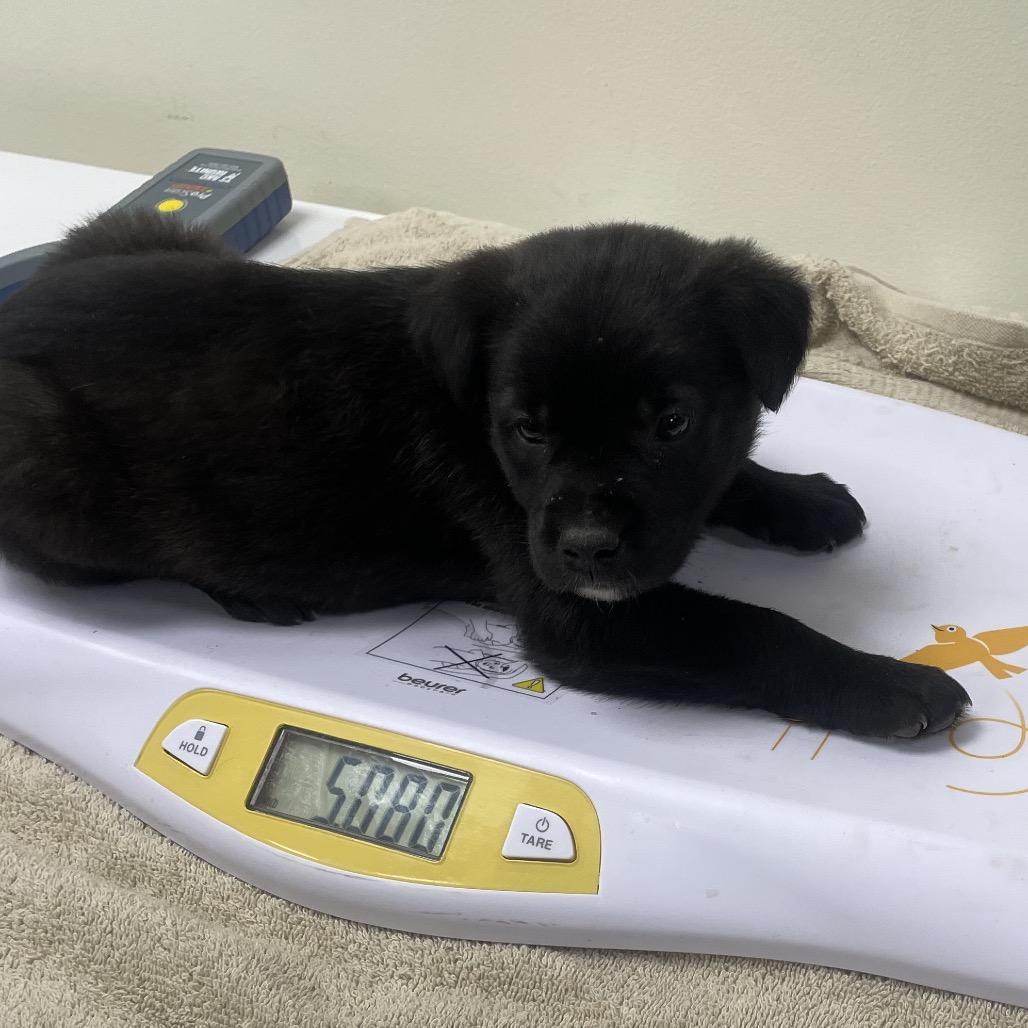 Enlarge Cadbury, a Adoptable mixed breed in Galax, VA image 1/1