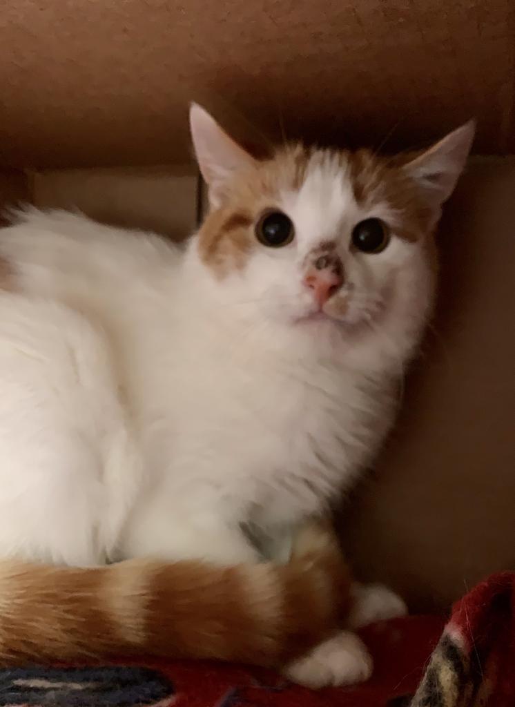 Rabbit, Adoptable, Adult Female Domestic Short Hair.