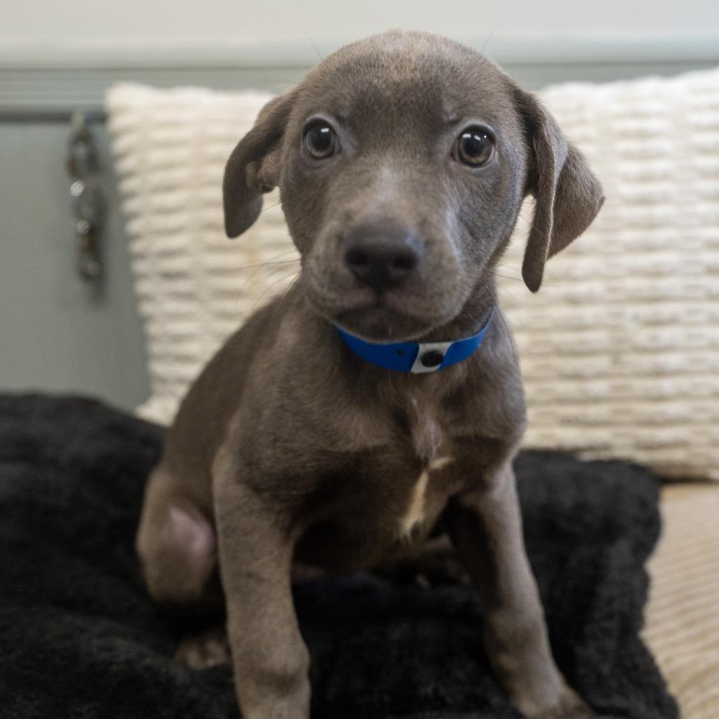 Finn, Adoptable, Puppy Male Labrador Retriever & Mixed Breed.