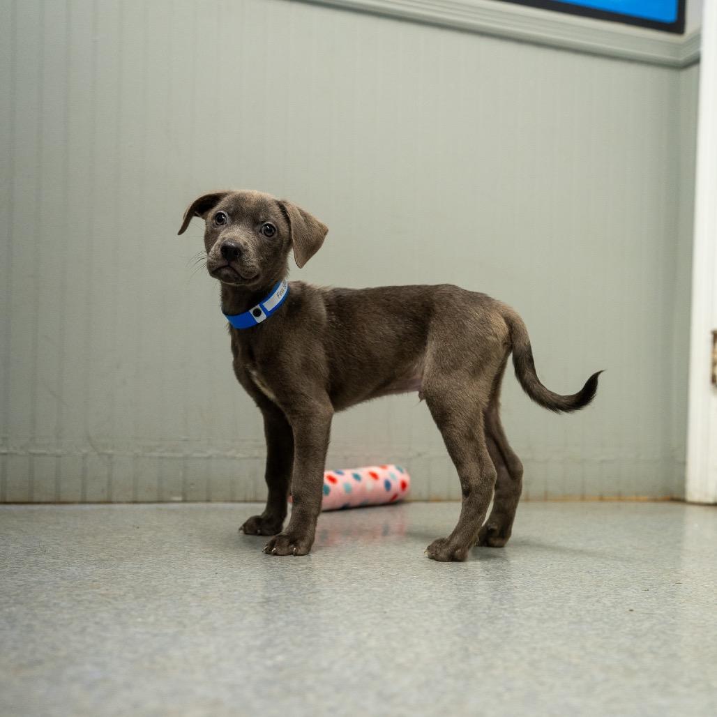 Enlarge Finn, a Adoptable mixed breed in Pawling, NY image 2/6