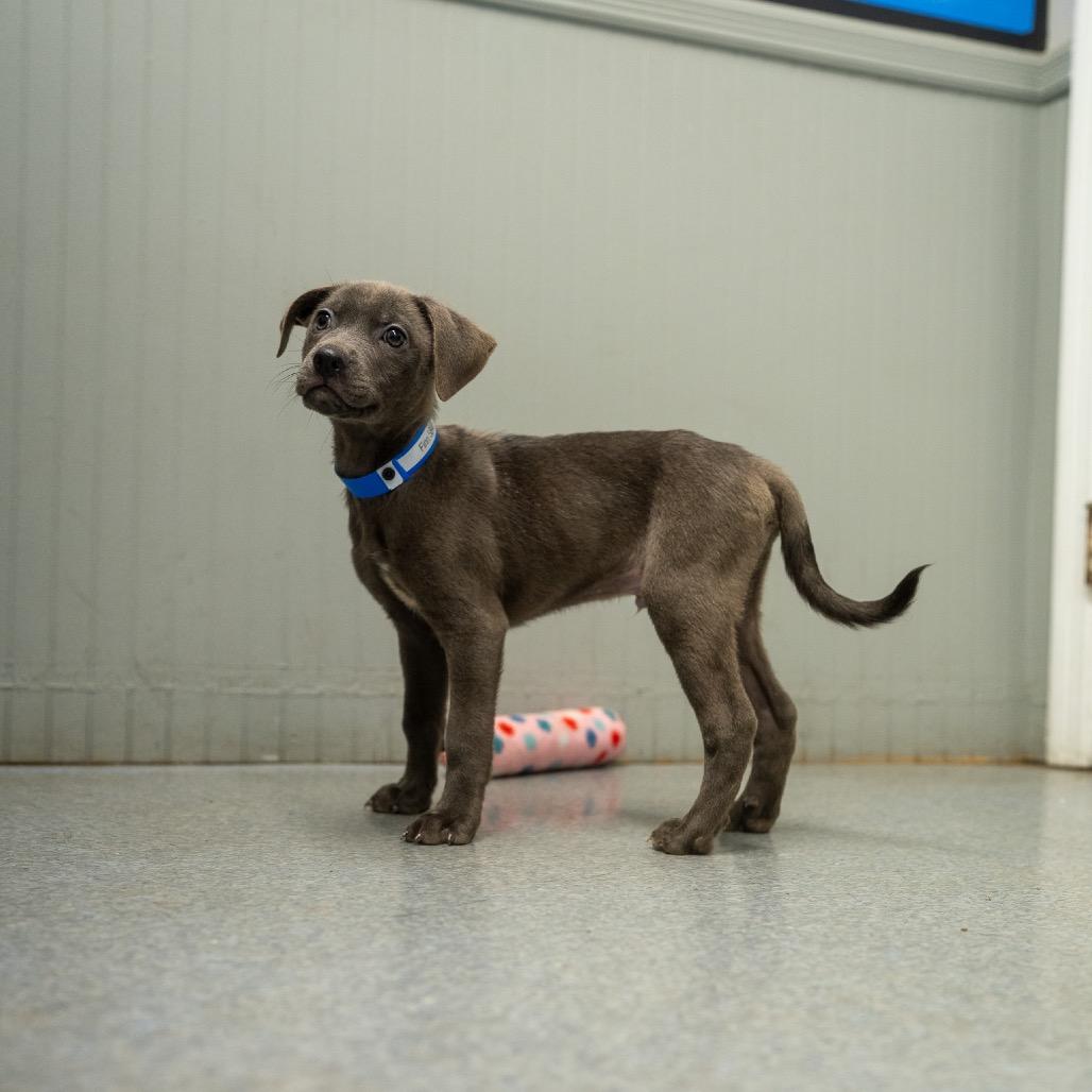 Enlarge Finn, a Adoptable mixed breed in Pawling, NY image 3/6