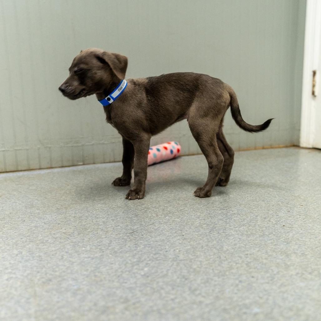 Enlarge Finn, a Adoptable mixed breed in Pawling, NY image 4/6