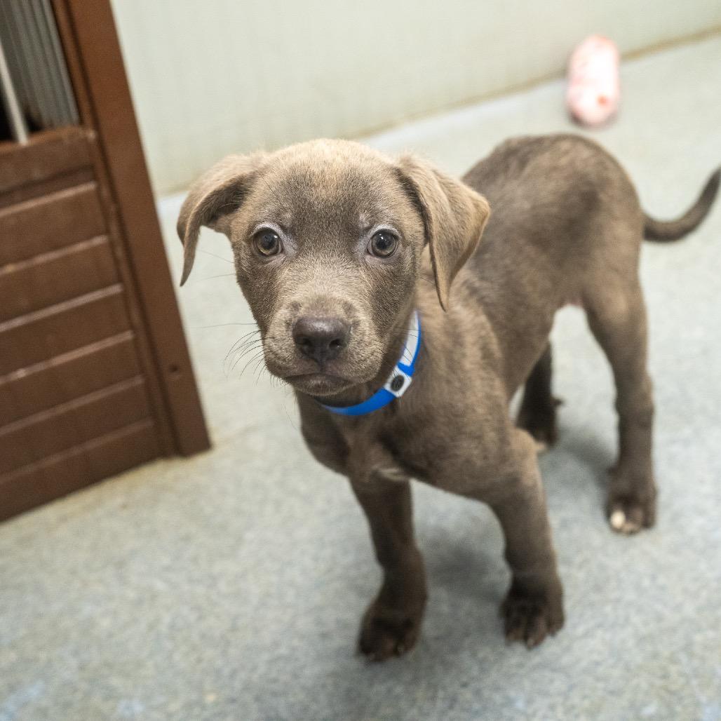 Enlarge Finn, a Adoptable mixed breed in Pawling, NY image 5/6