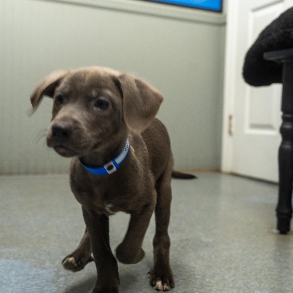 Enlarge Finn, a Adoptable mixed breed in Pawling, NY image 6/6