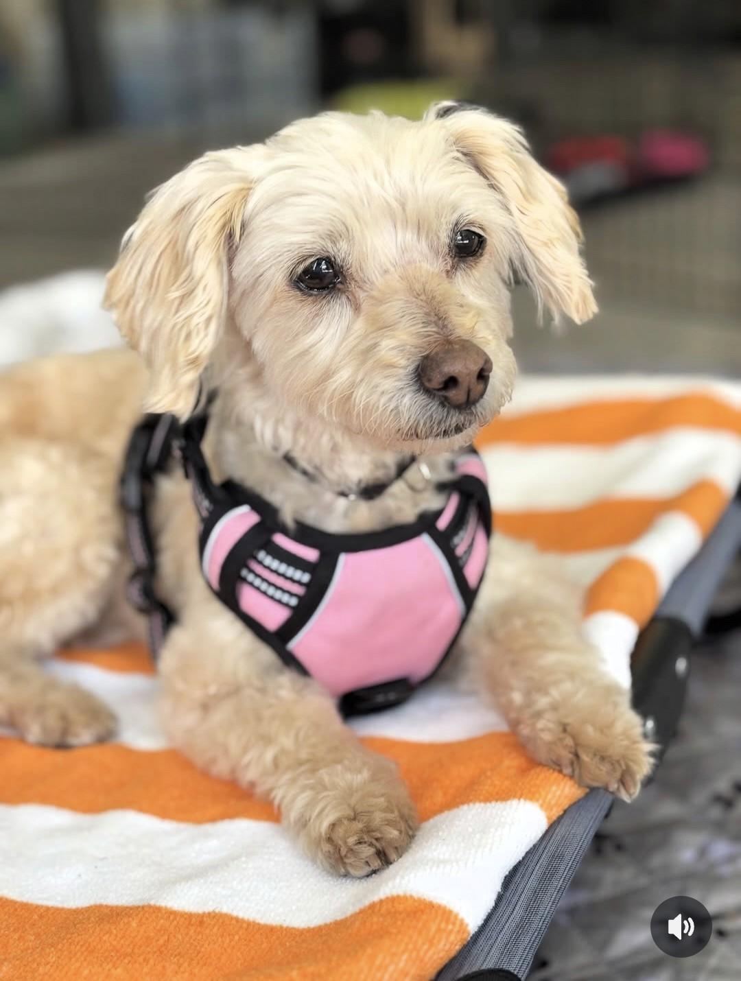 Grace, adopted, Senior Female Miniature Poodle.