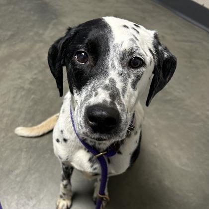 Eleanor, a Adoptable Mixed Breed in DeKalb, IL image 1/4