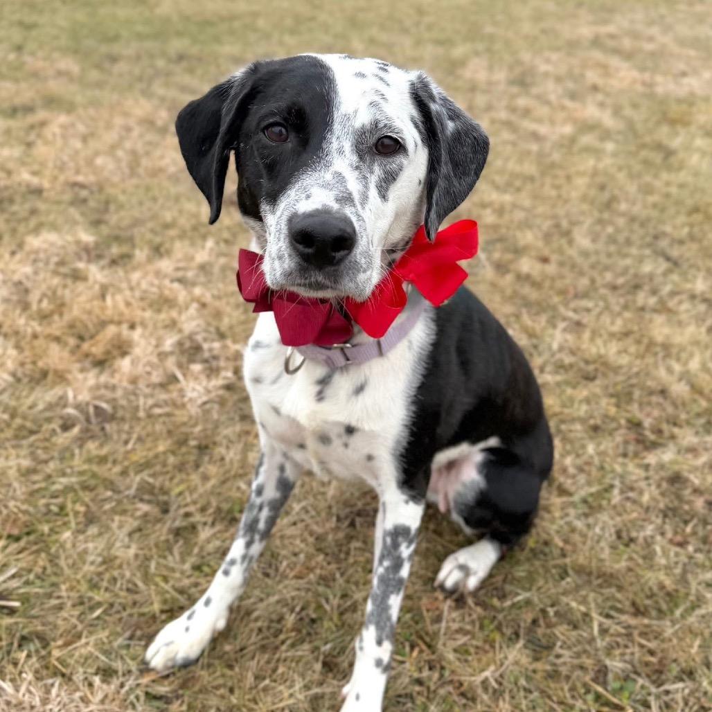 Eleanor, a Adoptable Mixed Breed in DeKalb, IL image 2/4