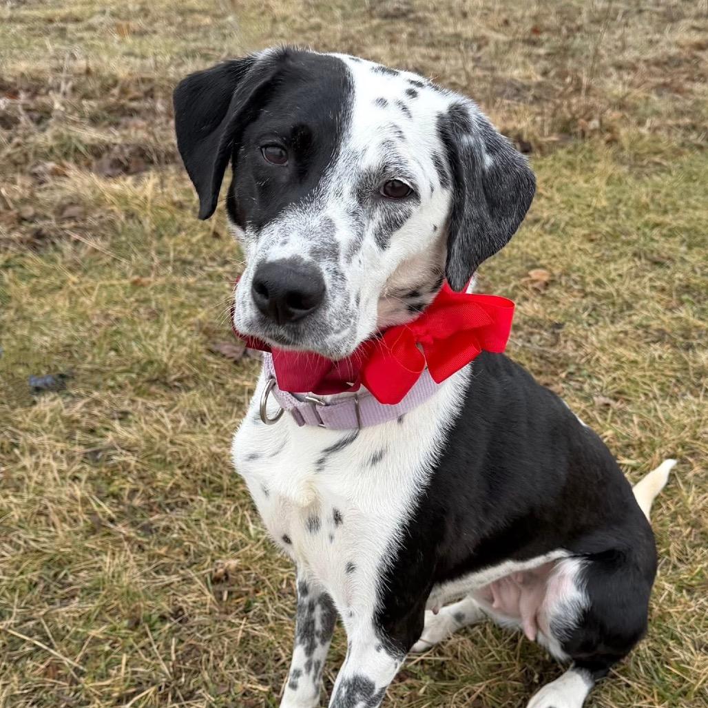 Eleanor, a Adoptable Mixed Breed in DeKalb, IL image 3/4