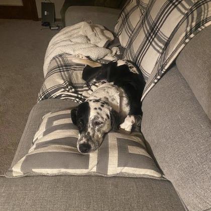 Eleanor, a Adoptable Mixed Breed in DeKalb, IL image 4/4