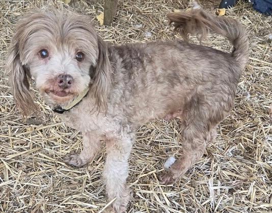 Enlarge Bailey and Deacon, an adopted Poodle in Dallas, TX image 3/6