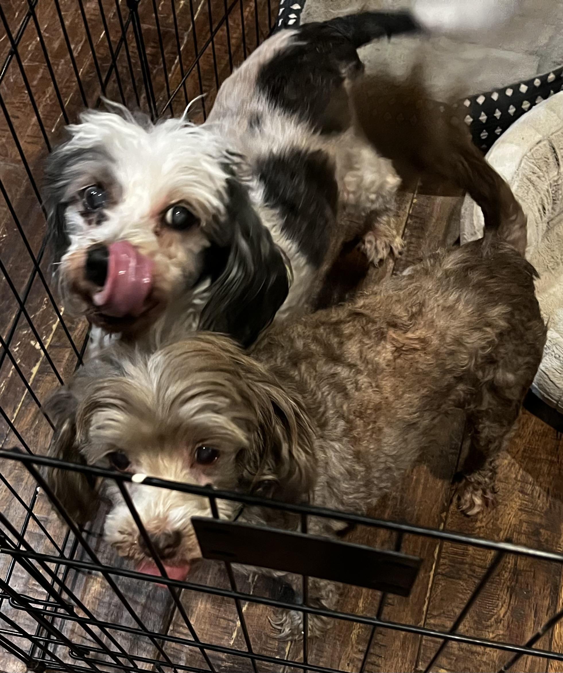 Enlarge Bailey and Deacon, an adopted Poodle in Dallas, TX image 6/6