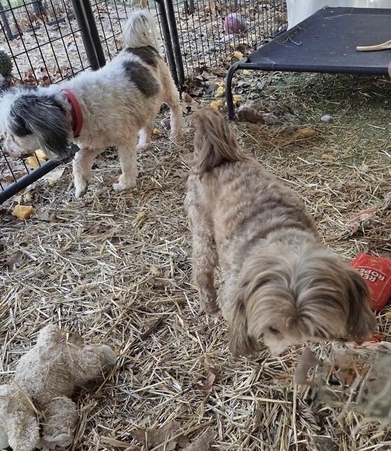 Enlarge Bailey and Deacon, an adopted Poodle in Dallas, TX image 5/6
