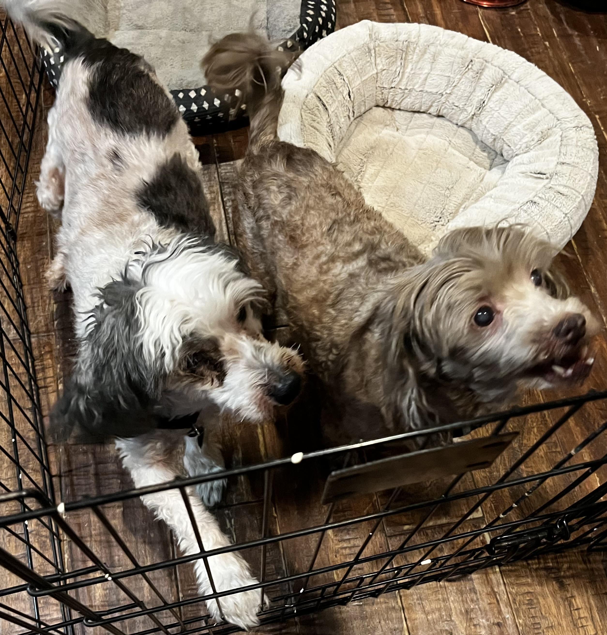 Enlarge Bailey and Deacon, an adopted Poodle in Dallas, TX image 4/6