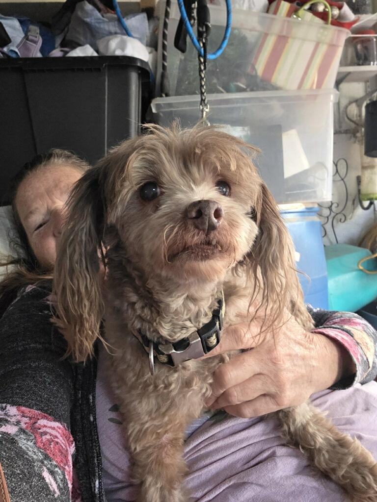 Bailey and Deacon, adopted, Senior Male Poodle.