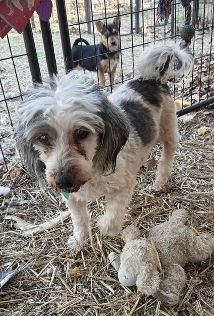 Enlarge Bailey and Deacon, an adopted Poodle in Dallas, TX image 2/6