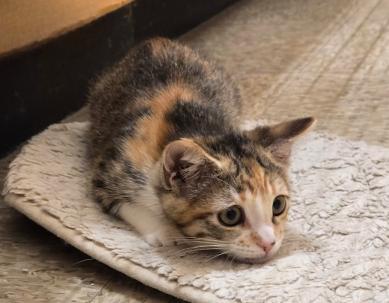 Tyrone, Adopted, Kitten Female Tabby & Calico.