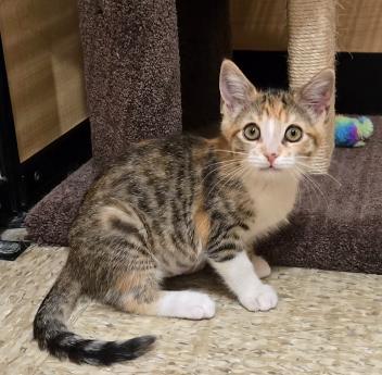 Tyrone, a Adopted mixed breed in Escondido, CA image 2/4