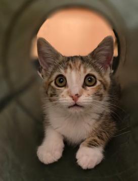 Tyrone, a Adopted mixed breed in Escondido, CA image 3/4