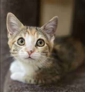 Tyrone, a Adopted mixed breed in Escondido, CA image 4/4